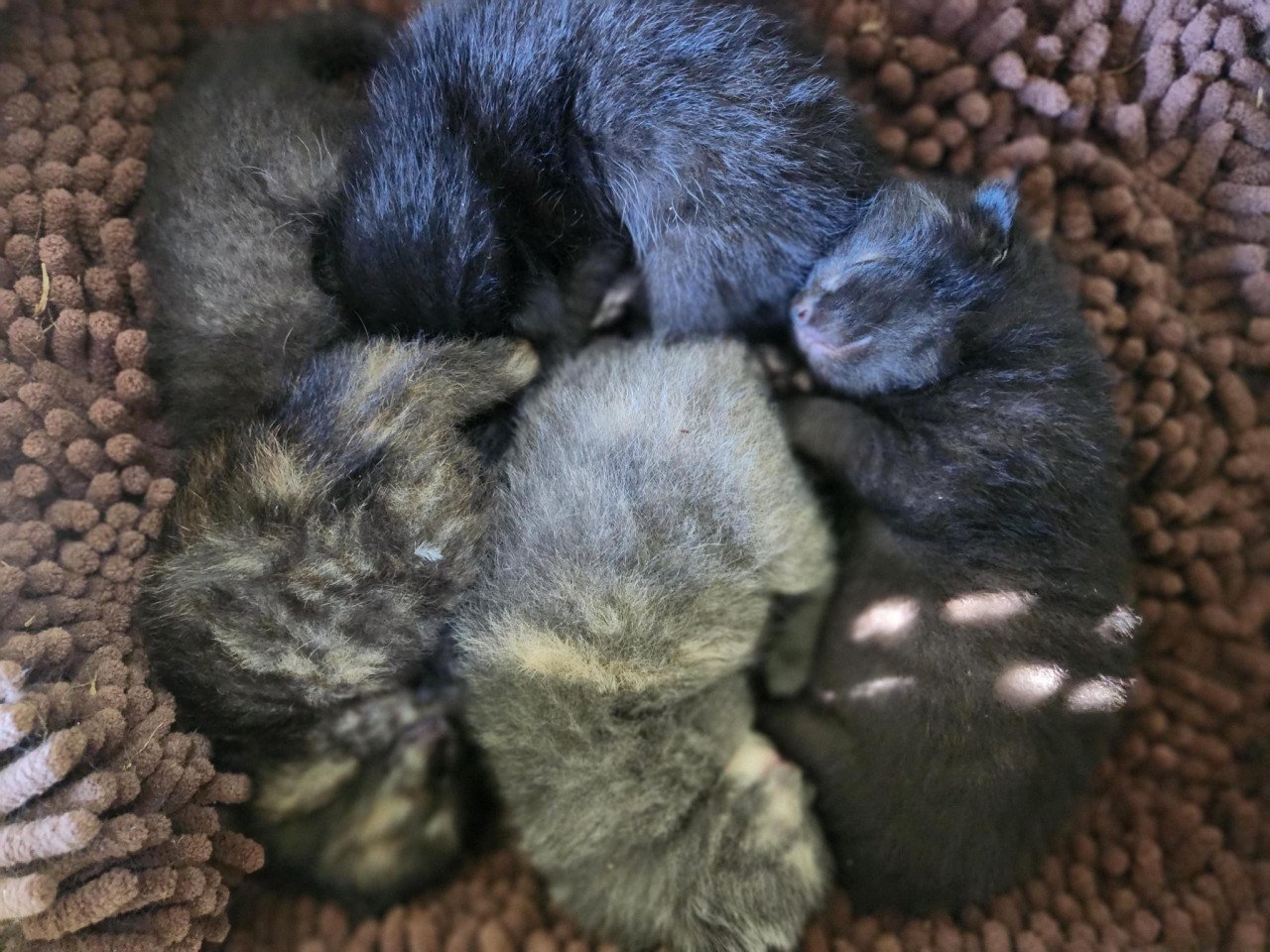 Kortharige (M) kittens van lieve boerderijkat (kruising brits korth)