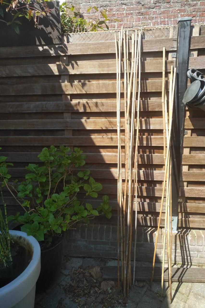 15x Gamma bamboestokken 2.10 m