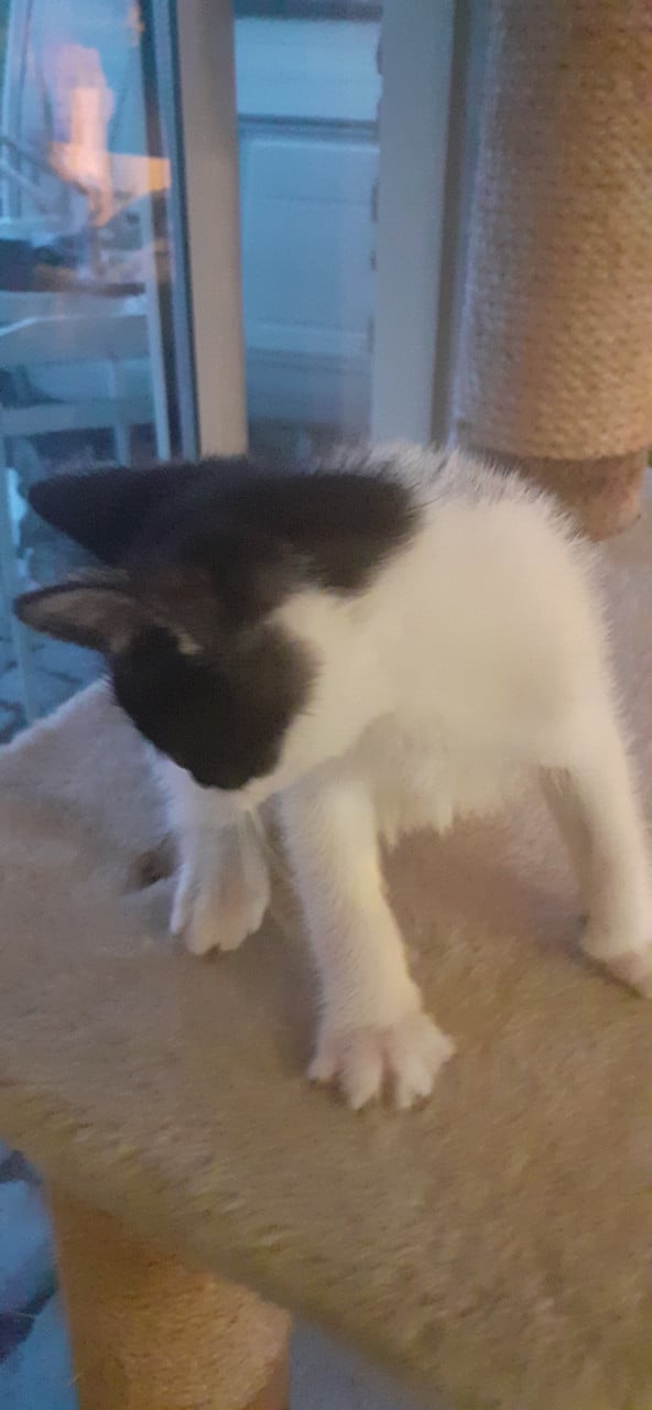 Warm nestje voor kittens gezocht😻