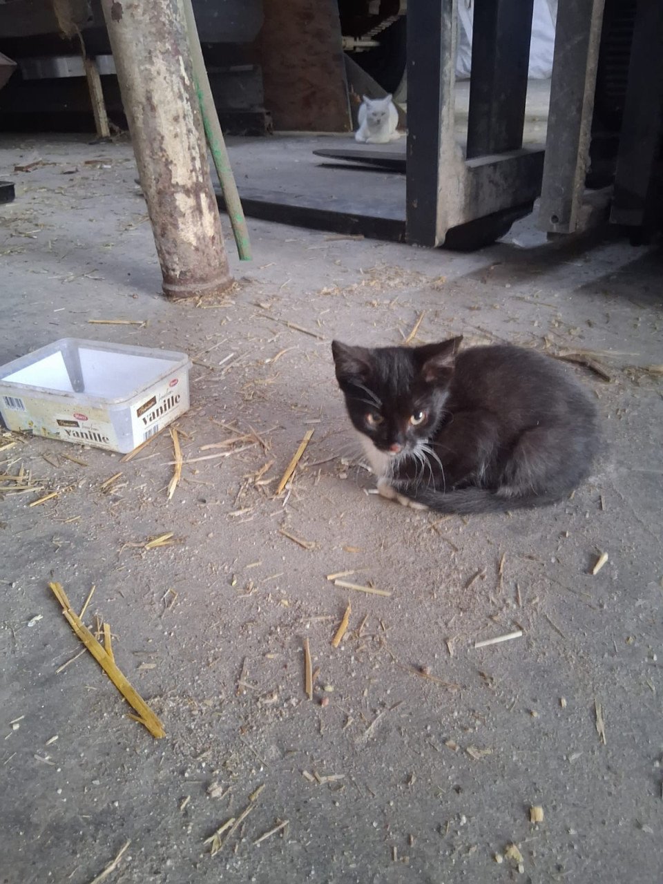 KITTENS