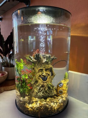 BiOrb Tube 30 MCR zwart Aquarium