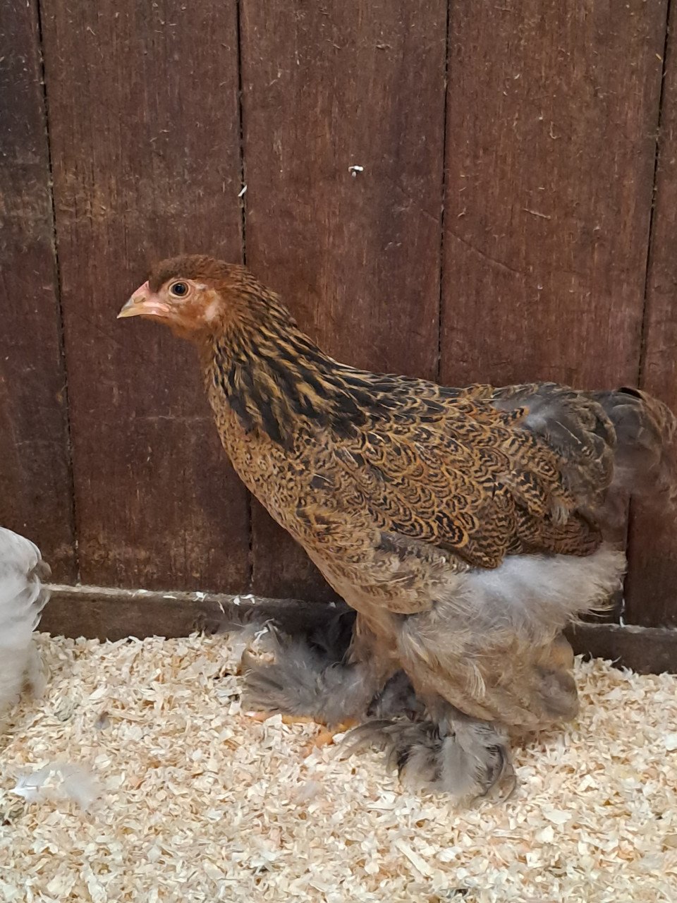 2 brahma hennen