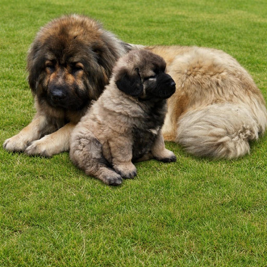 Kaukasische Owcharka / herder pups