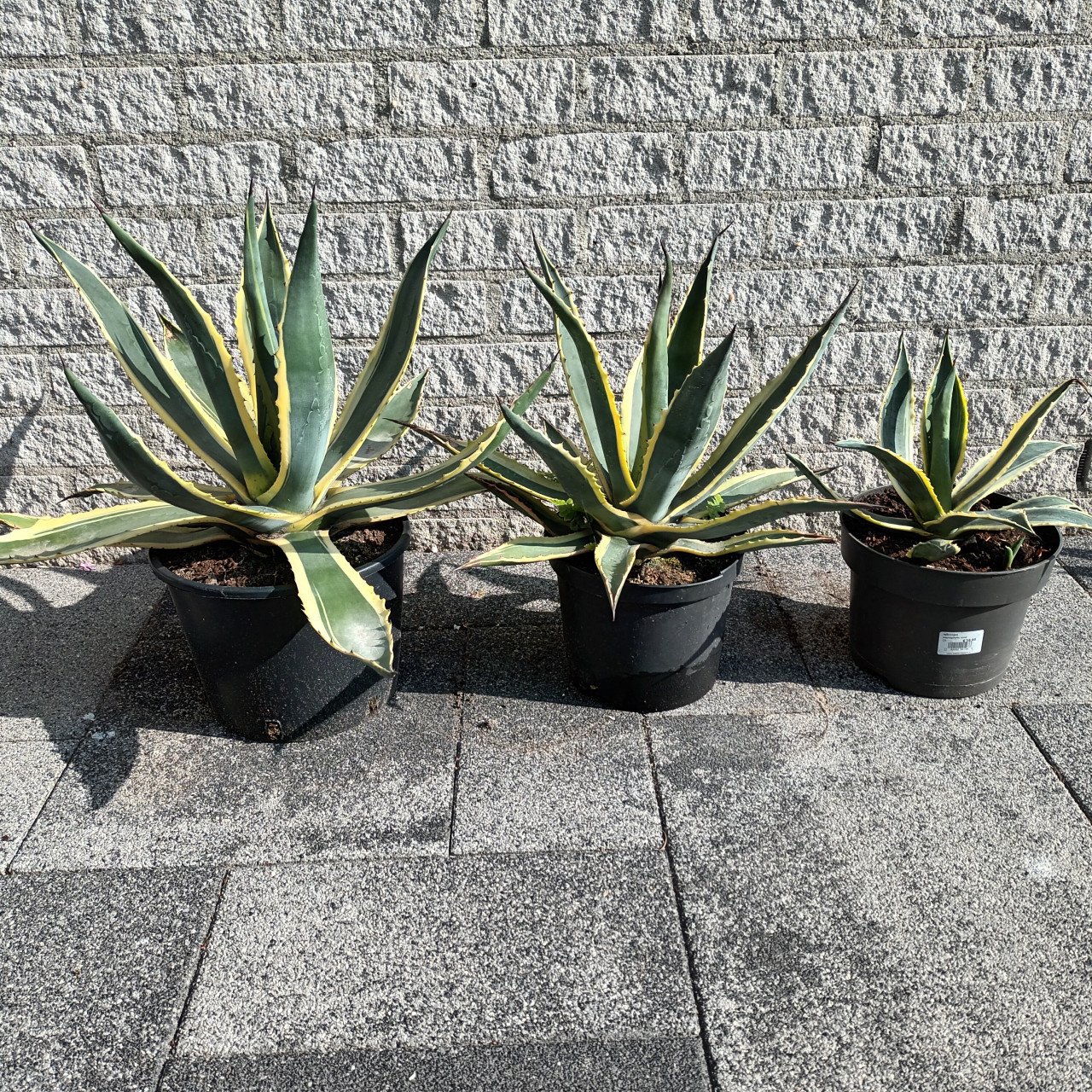 Te koop, Agave planten