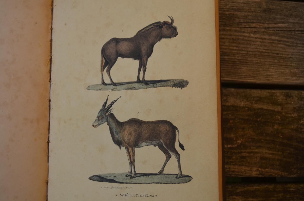 Oeuvres complet de Buffon 1833 fraai!!