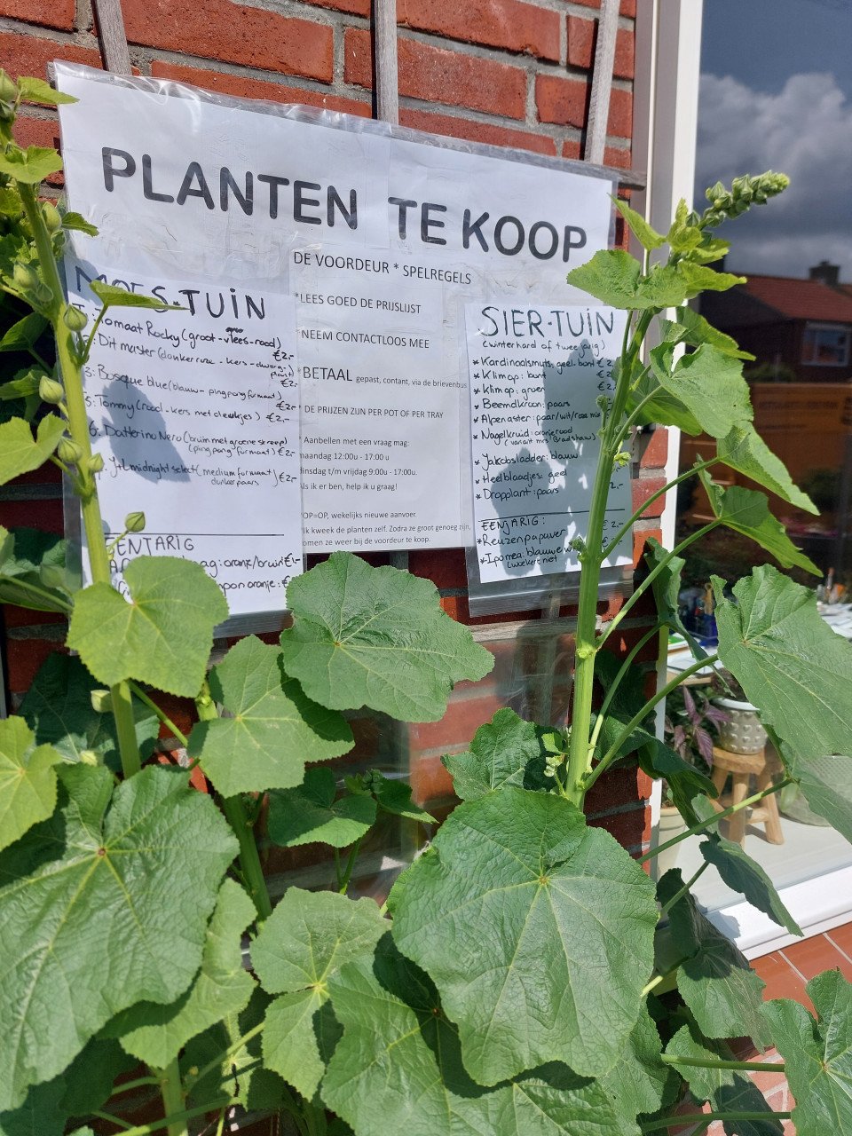 TOMATEN PLANTEN EN SIERTUIN PLANTEN BIJ DE VOORDEUR + bomen VEEL NIEUWE