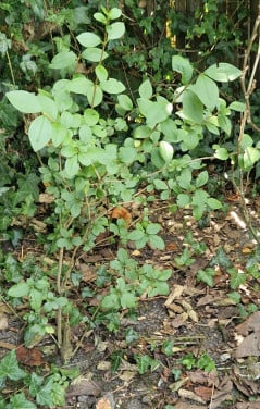 Liguster ovalifolium struikjes, groenblijvend in de winter