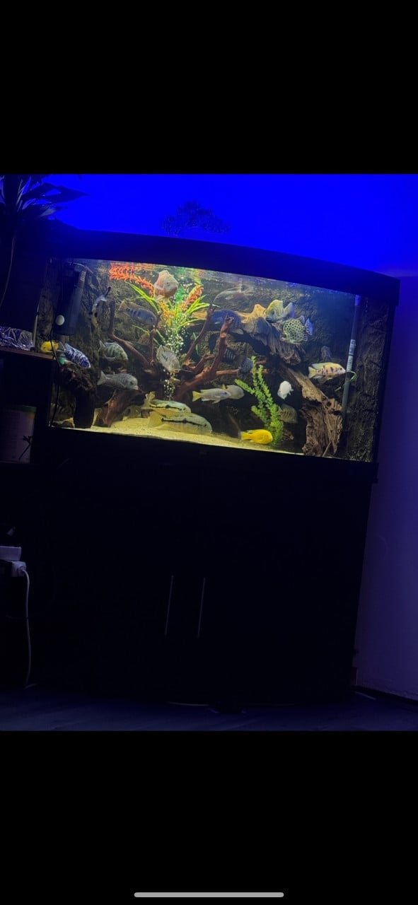 Aquarium vissen