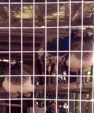 Dieren