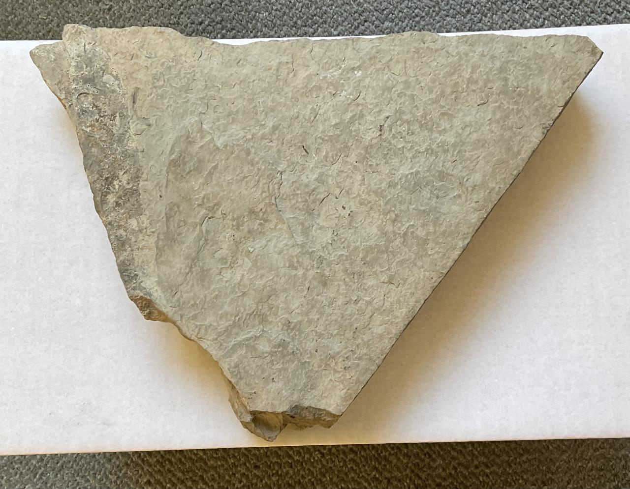 Fossiele steen met schelpen