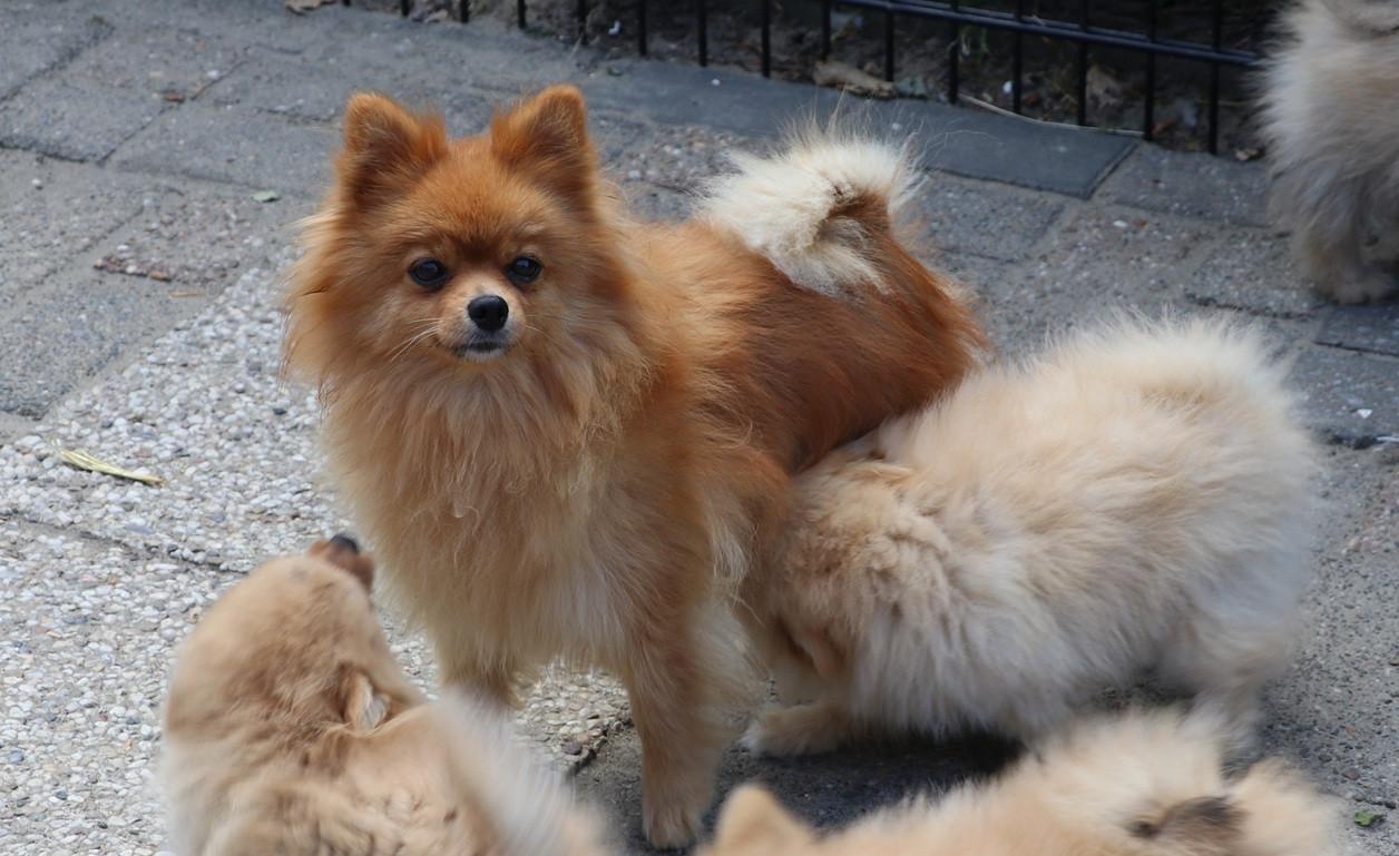 Pomeriaan pups  mogen verhuizen