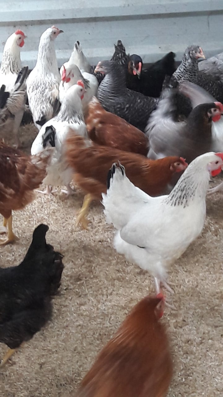 Zeer ruime keuze uit allerlei rassen kippen