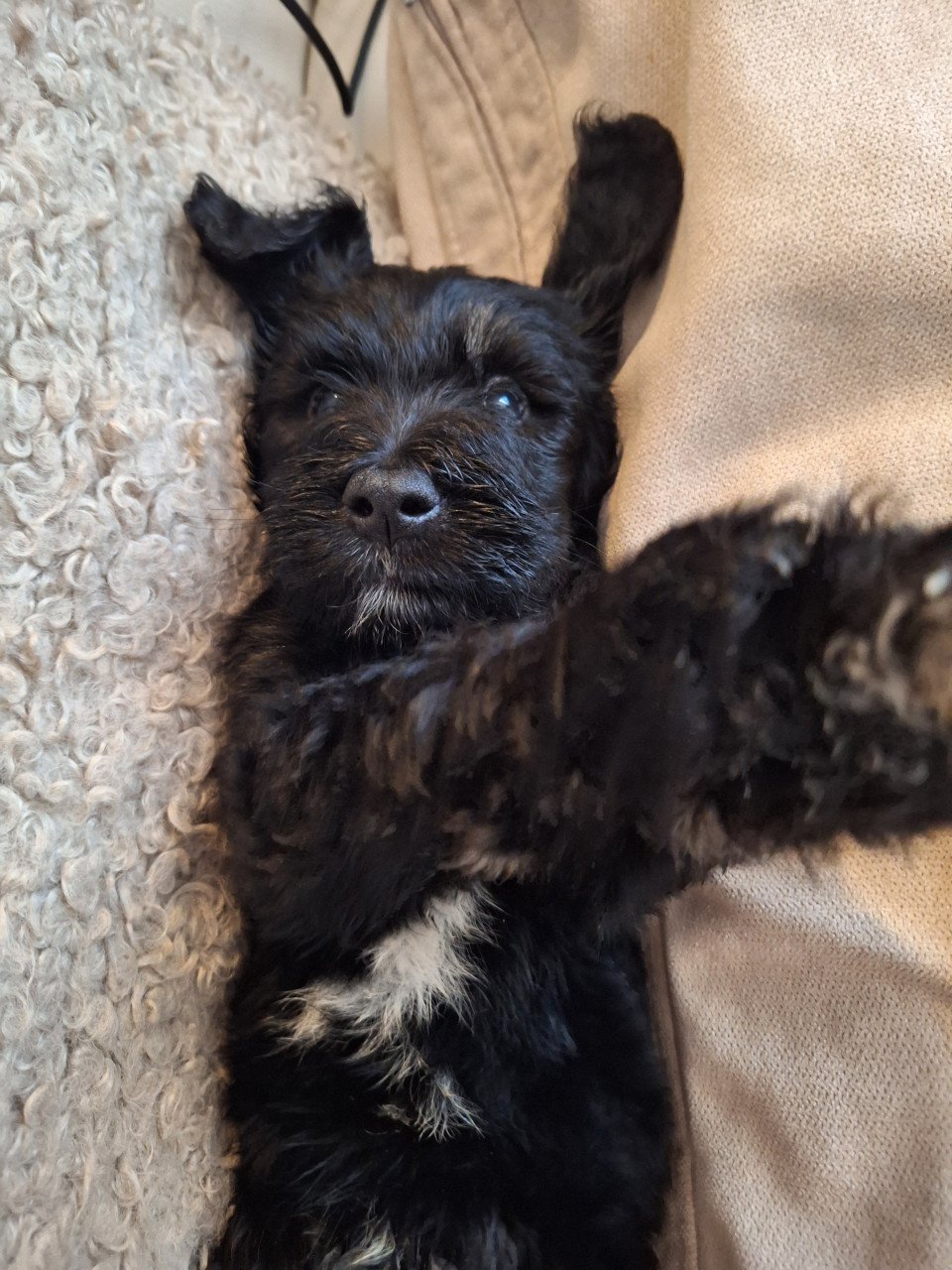 Bernedoodles One love
