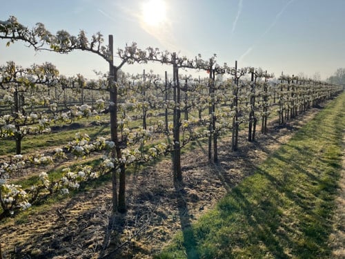 Fruitbomen in leivorm / Leibomen / Peer (Voorverkoop)