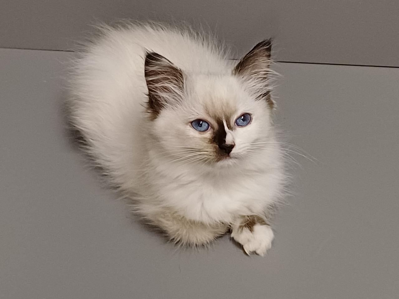 Prachtig Ragdoll poesje met stamboom mag verhuizen.