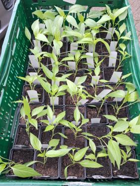 Paprika en peperplanten.