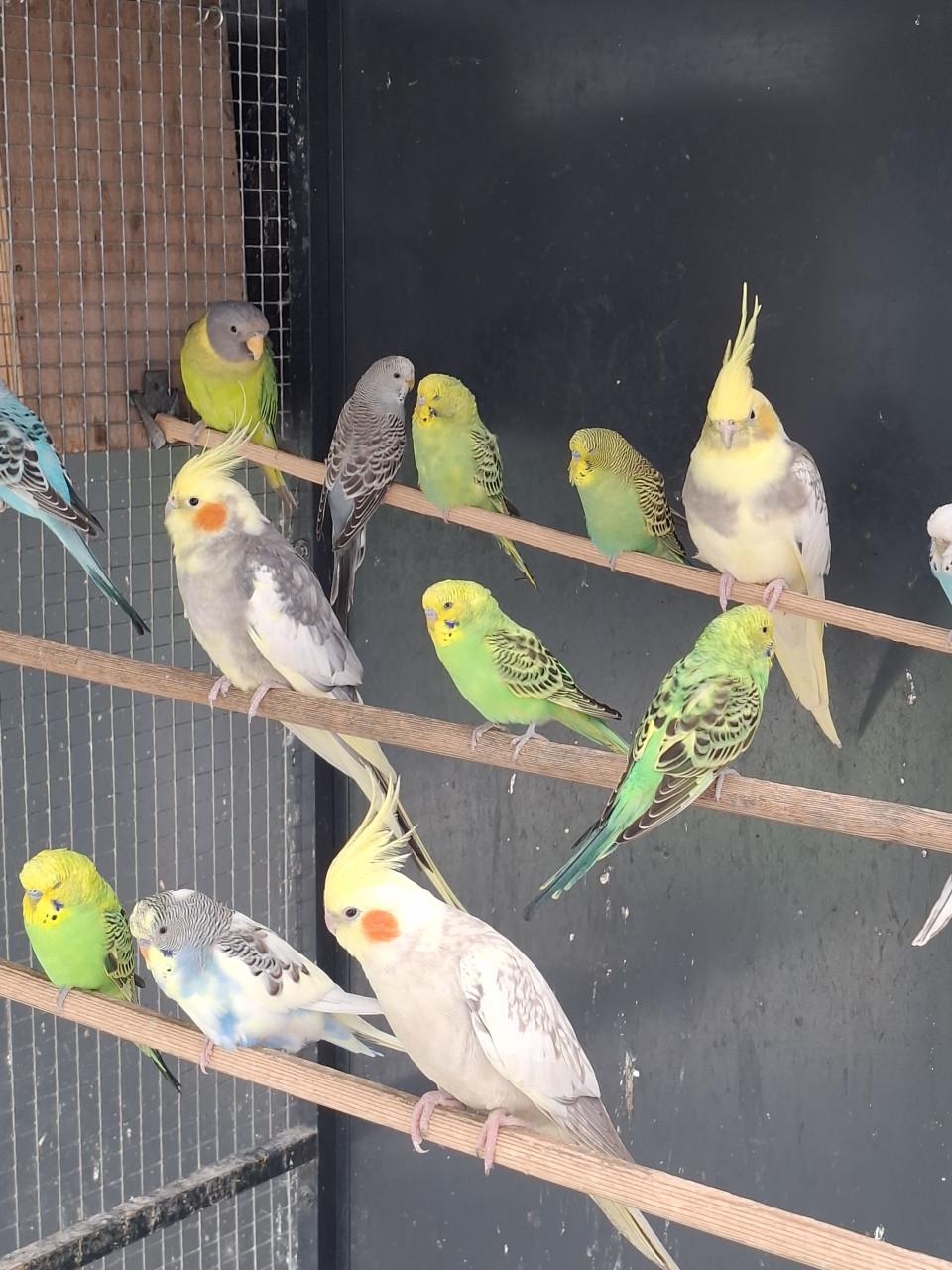 Diverse kleuren jonge grasparkieten .