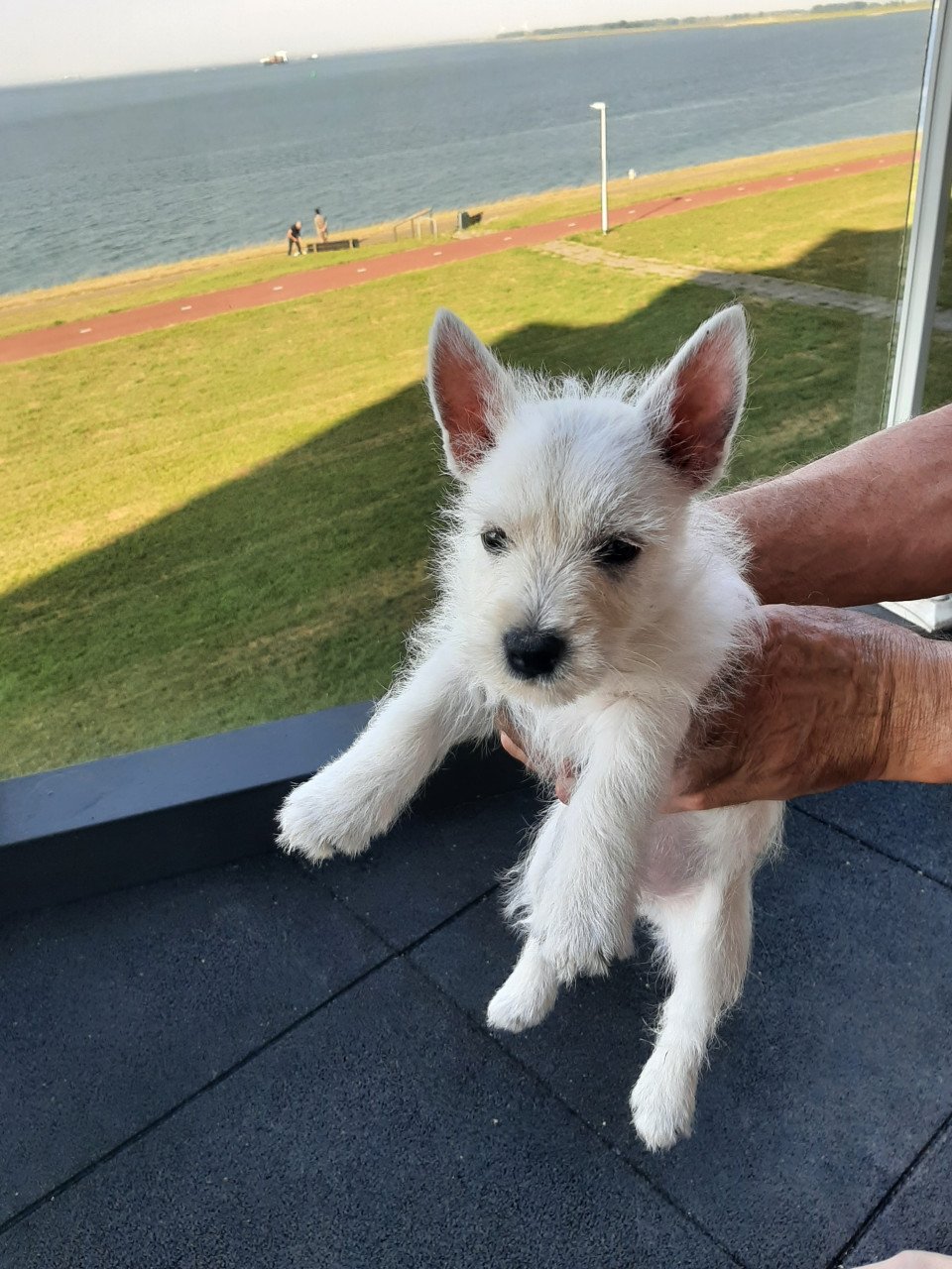 West highland White Terrier