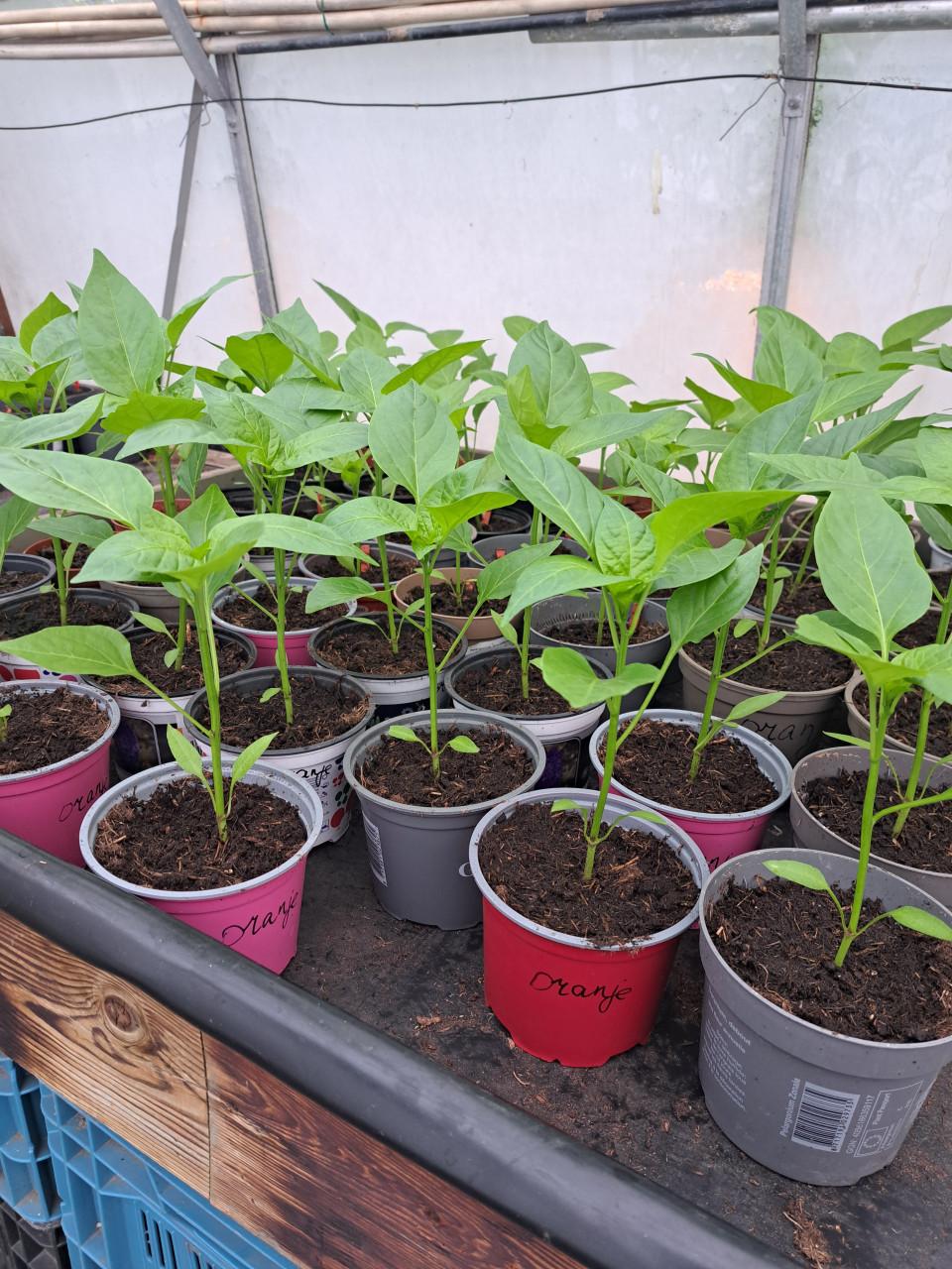 TOMATEN EN PAPRIKA PLANTEN