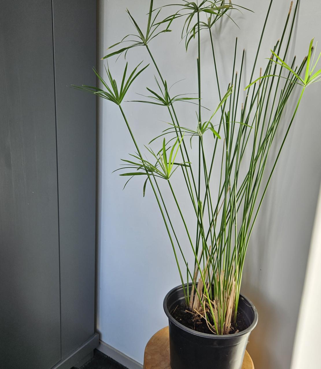 Paraplu plant <cyperus>