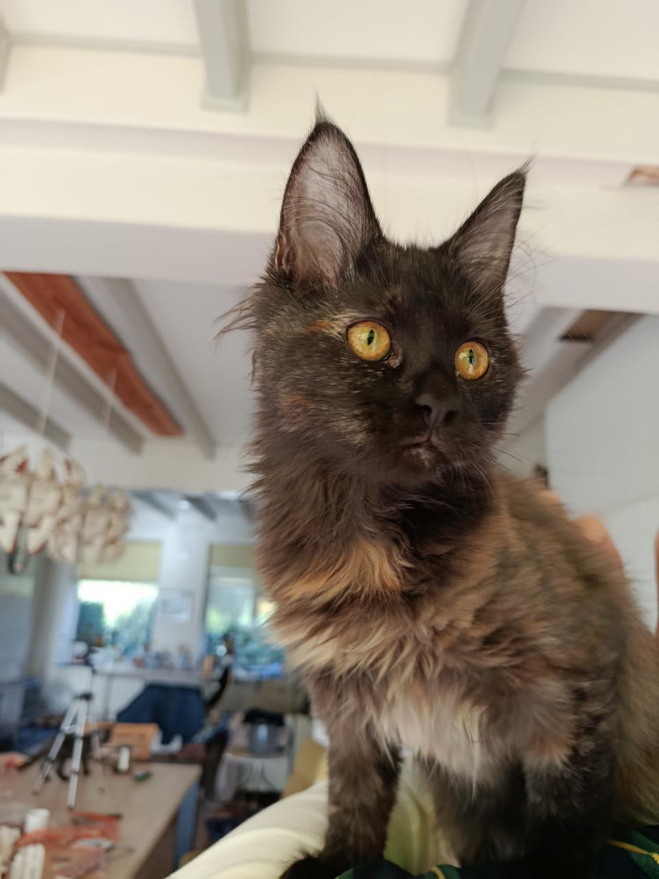 Kittens Maincoon x Noorse boskat. 2 zusjes