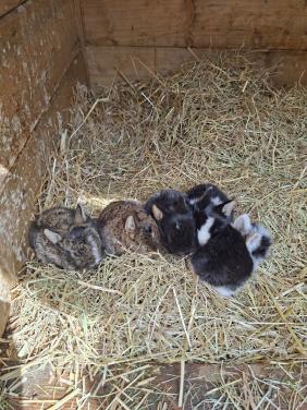 Baby konijntjes