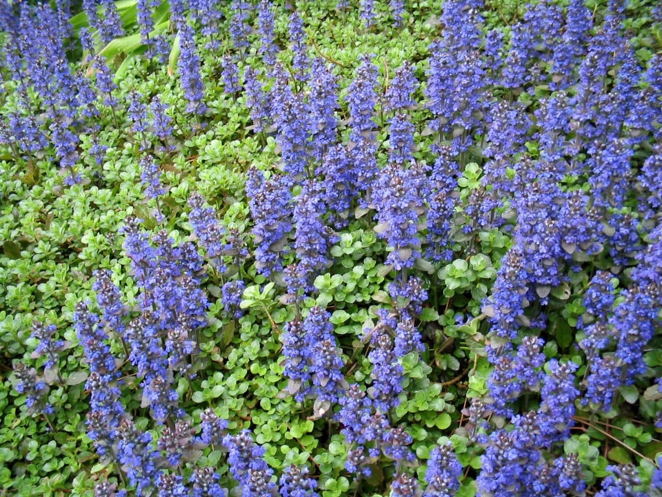 STOKROZEN en meer SIERTUIN PLANTEN + BOOM bij DE VOORDEUR