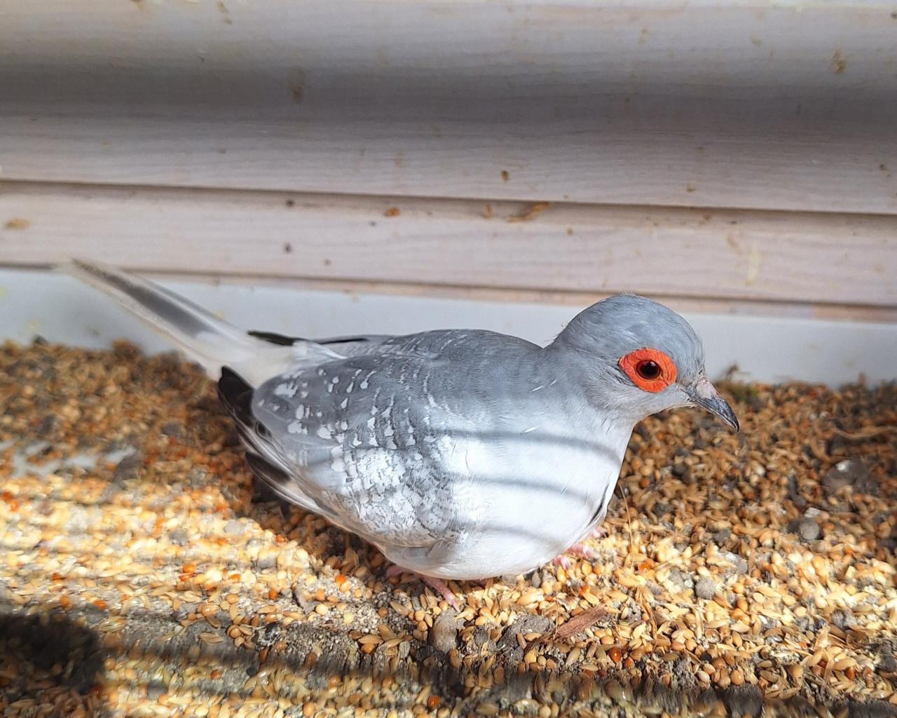 Koppeltje diamantduifjes