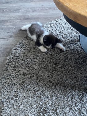 Kittens zoeken een lief tehuis