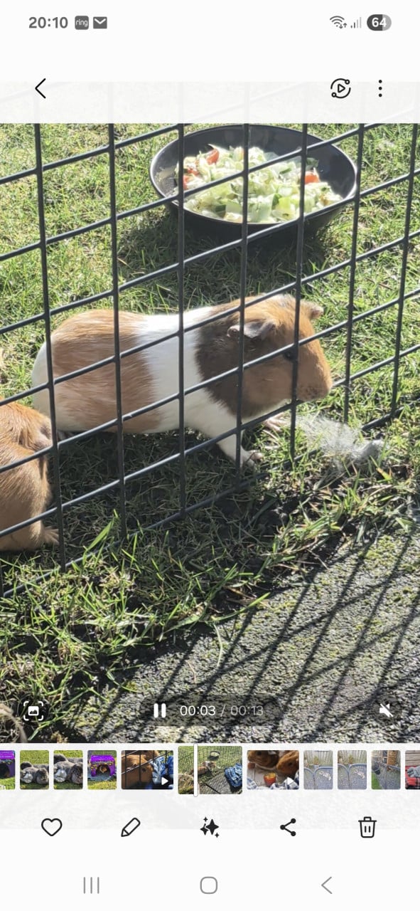 Cavia's 2 zusjes