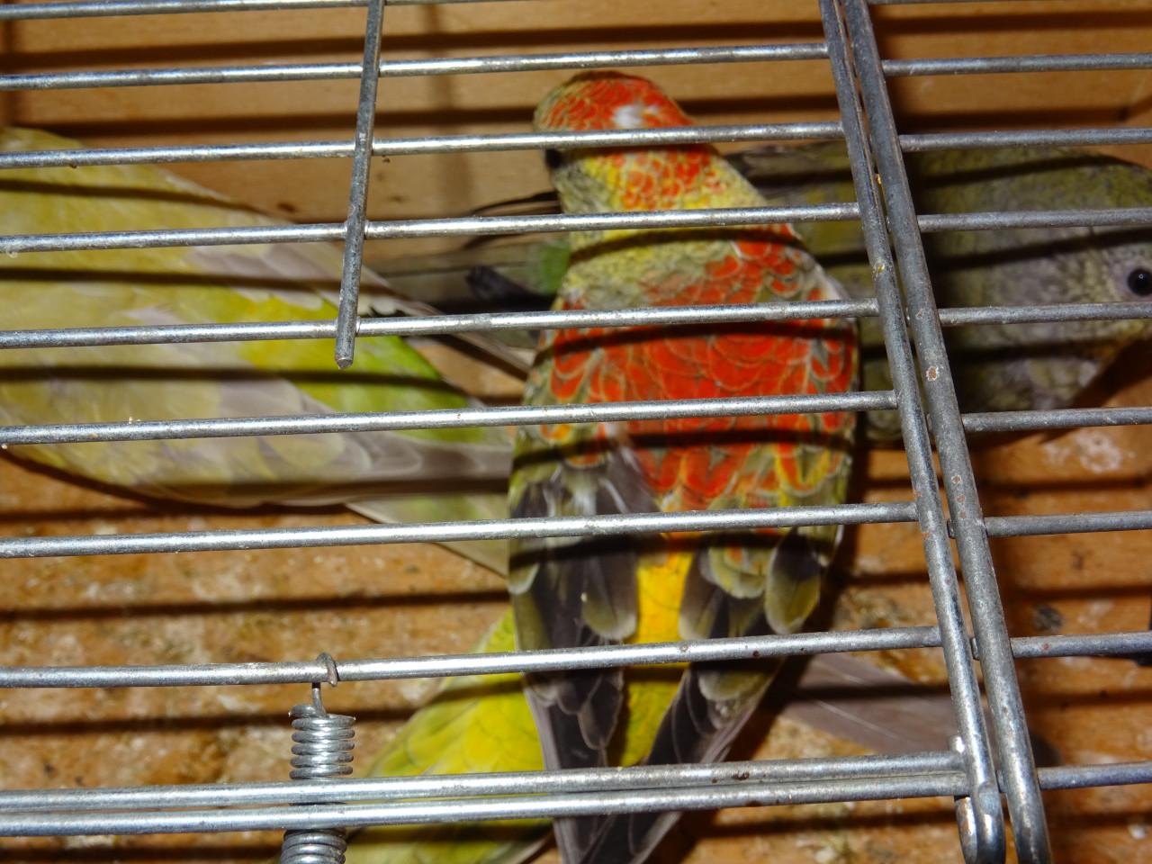 Te koop drie mooie Roodrug - Parkieten broedrijp pas ontwormd !!