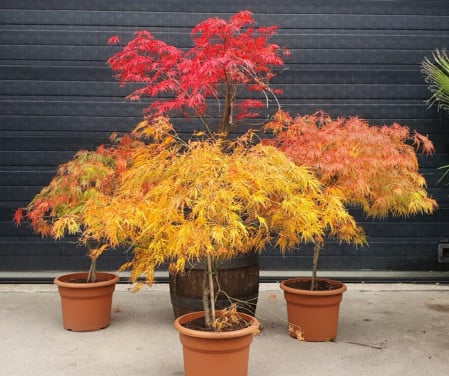 Diverse Acers