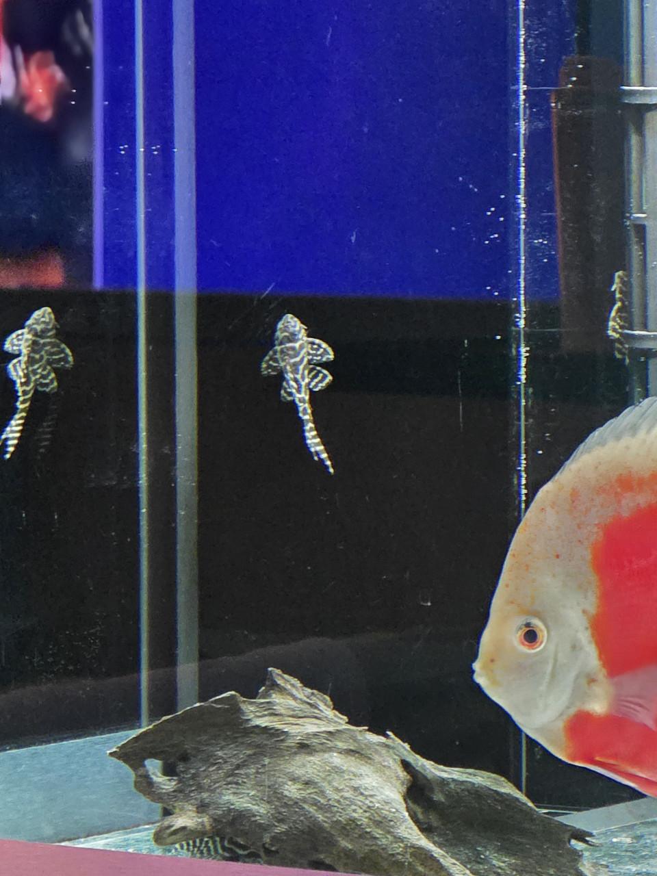 L-nummers en Botia's