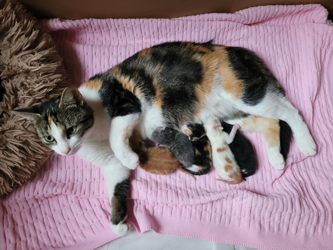 5 Kittens