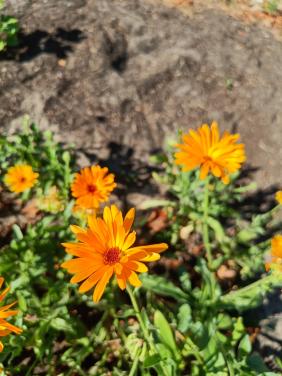 Zaden Goudsbloem - Calendula Officinalis BIO