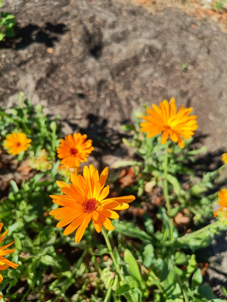 Zaden Goudsbloem - Calendula Officinalis BIO
