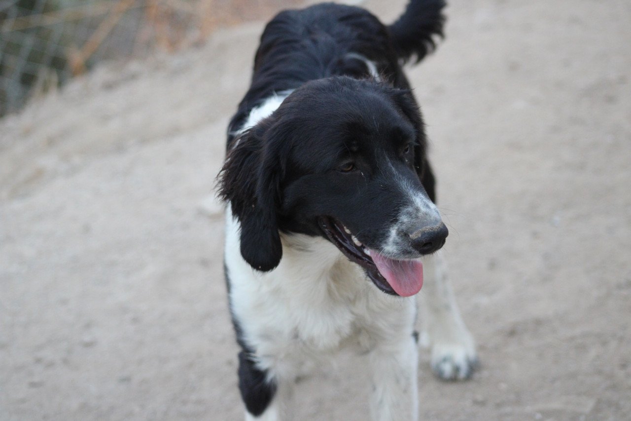 Alora Dog Rescue: Mike, wie geeft hem een mand?