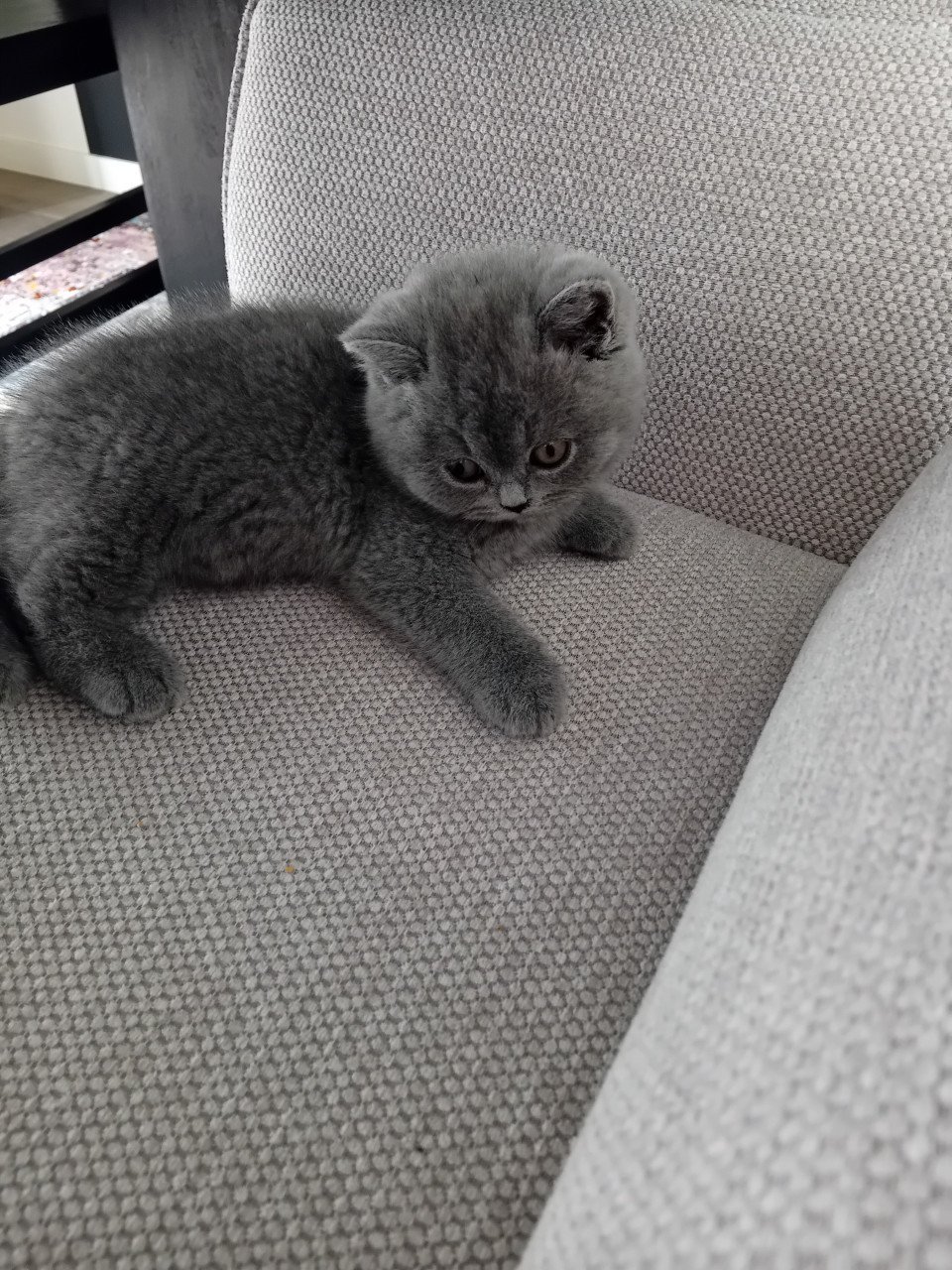 Super lieve Britse korthaar kittens