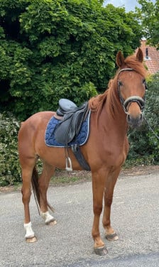 Lief en aanhankelijk paard
