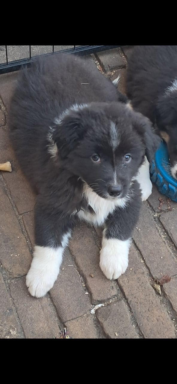 Australian Shepherd pup