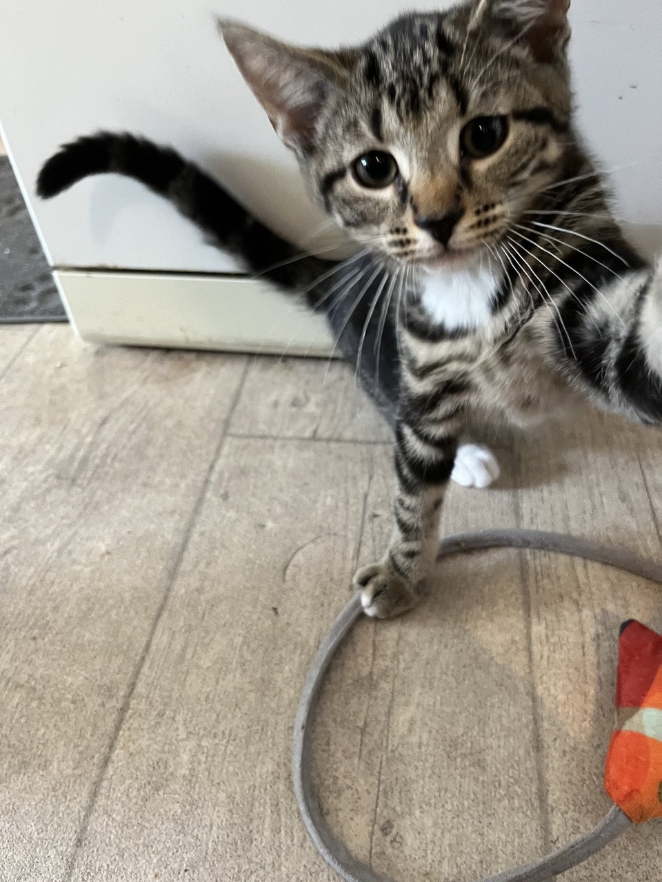 Kitten te koop