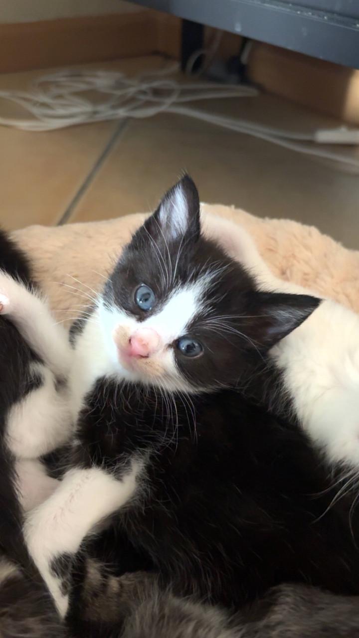 Kitten