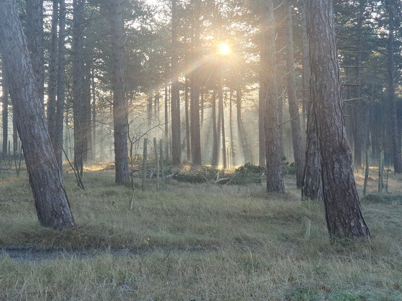Bomen gezocht....haarhout kachelhout