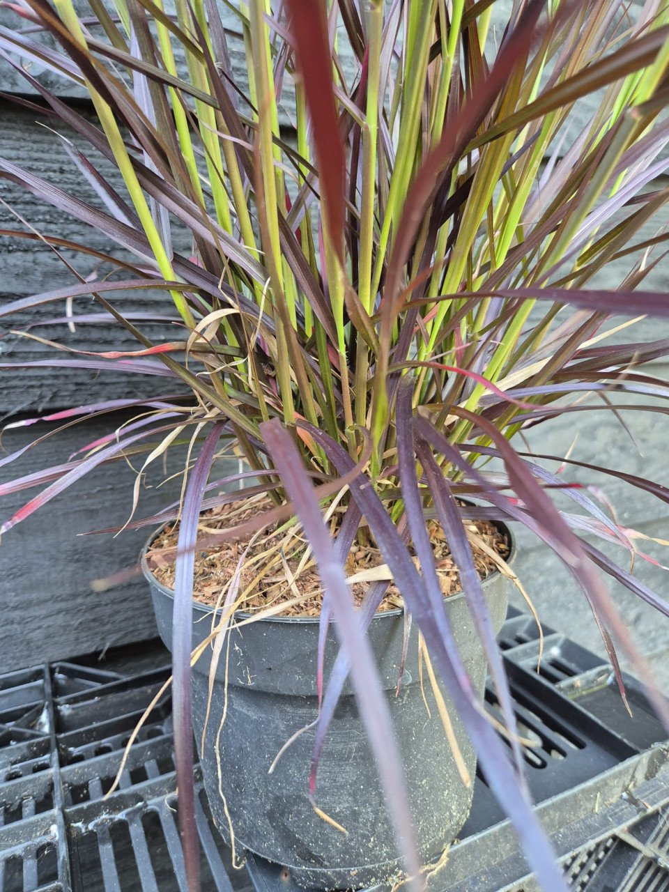 Rood lampenpoetersgras - Pennisetum Rubrum