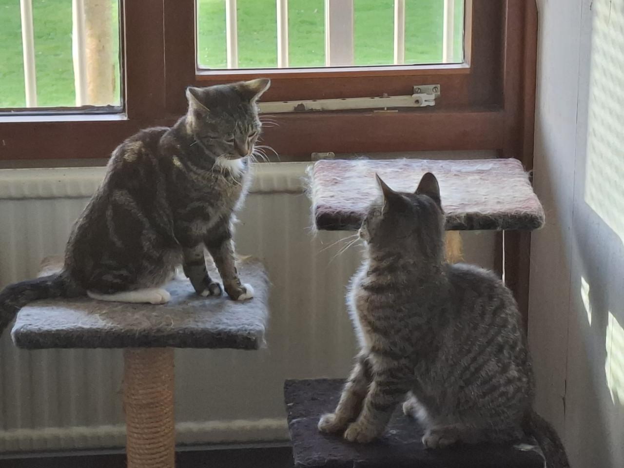 2 Kittens 6 maanden. Poes en katertje