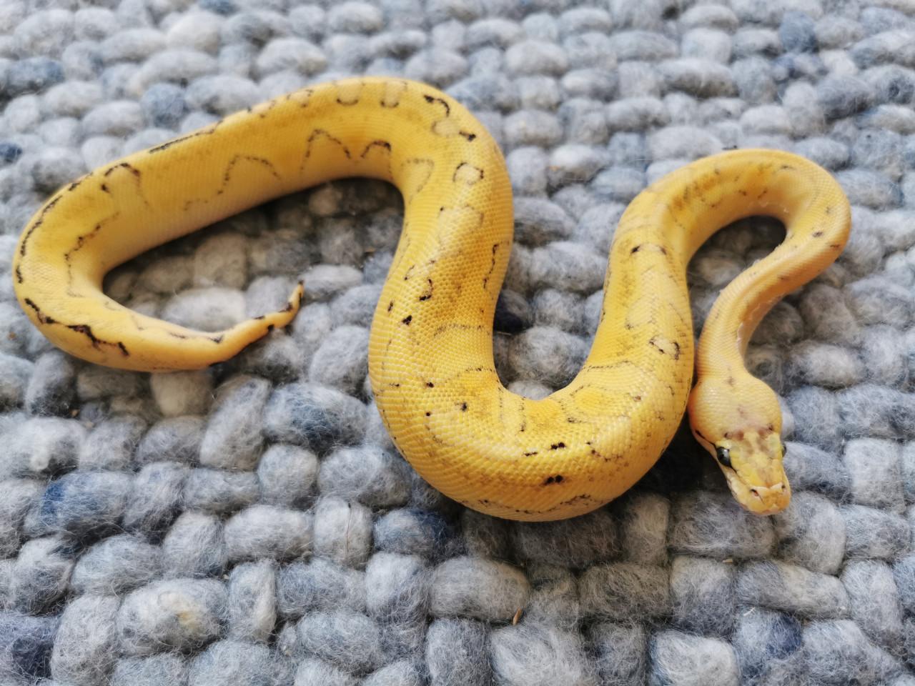 Champagne Super Enchi Pastel Koningspython (vrouwtje)