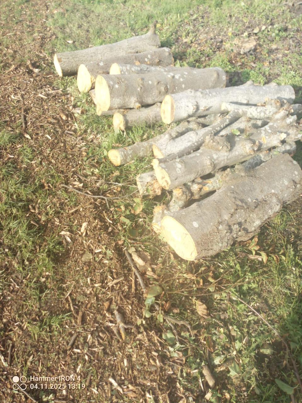 Openhaardhout, mooie stammen elzenhout