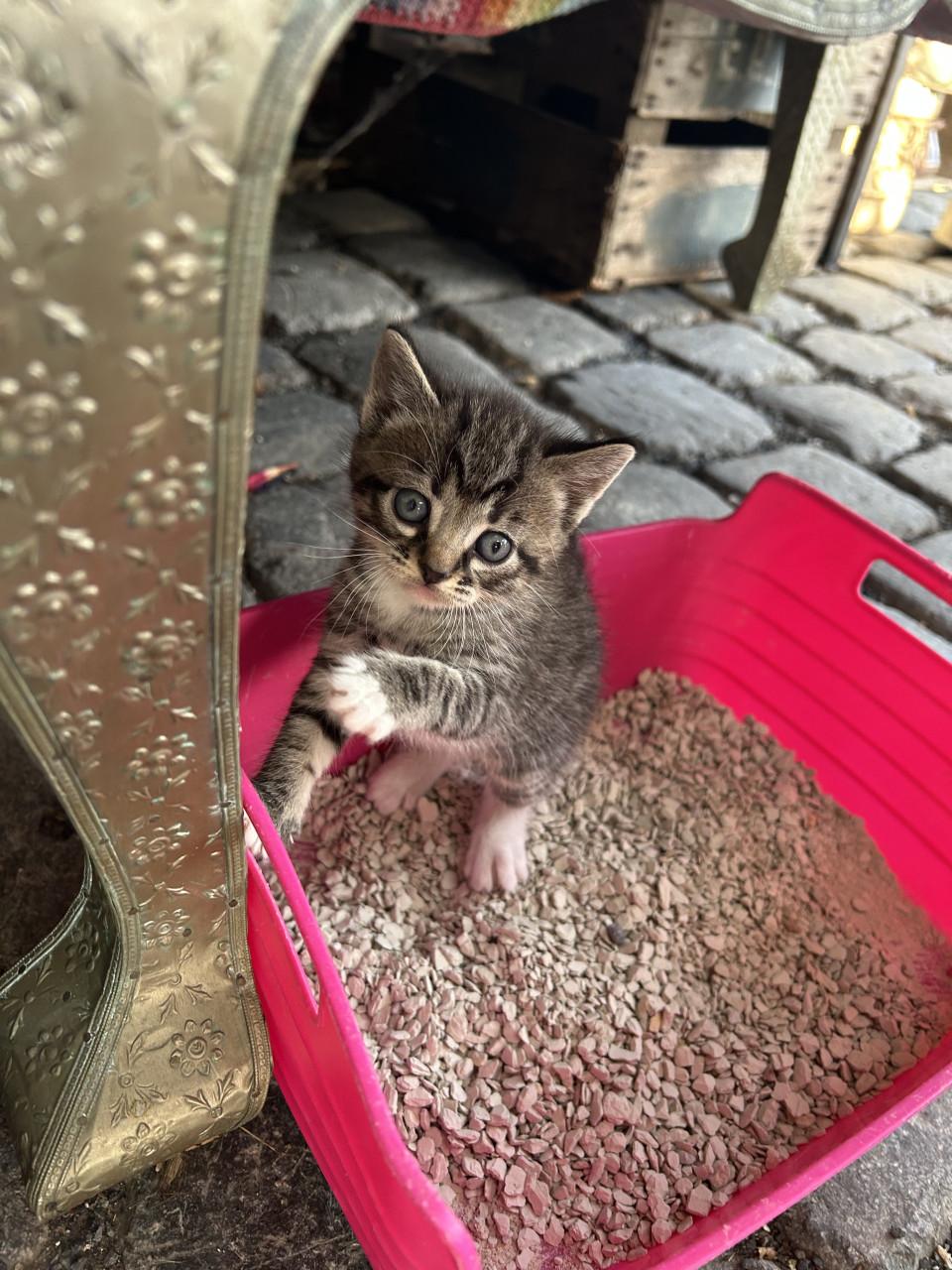 2 prachtige tijgertjes 🐈🐾
