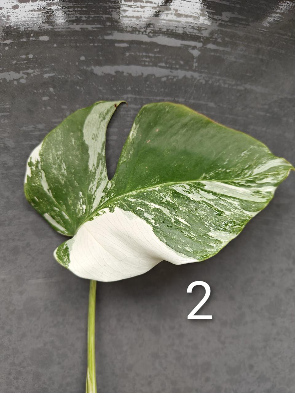 Monstera Variegata stekken, kamerplant