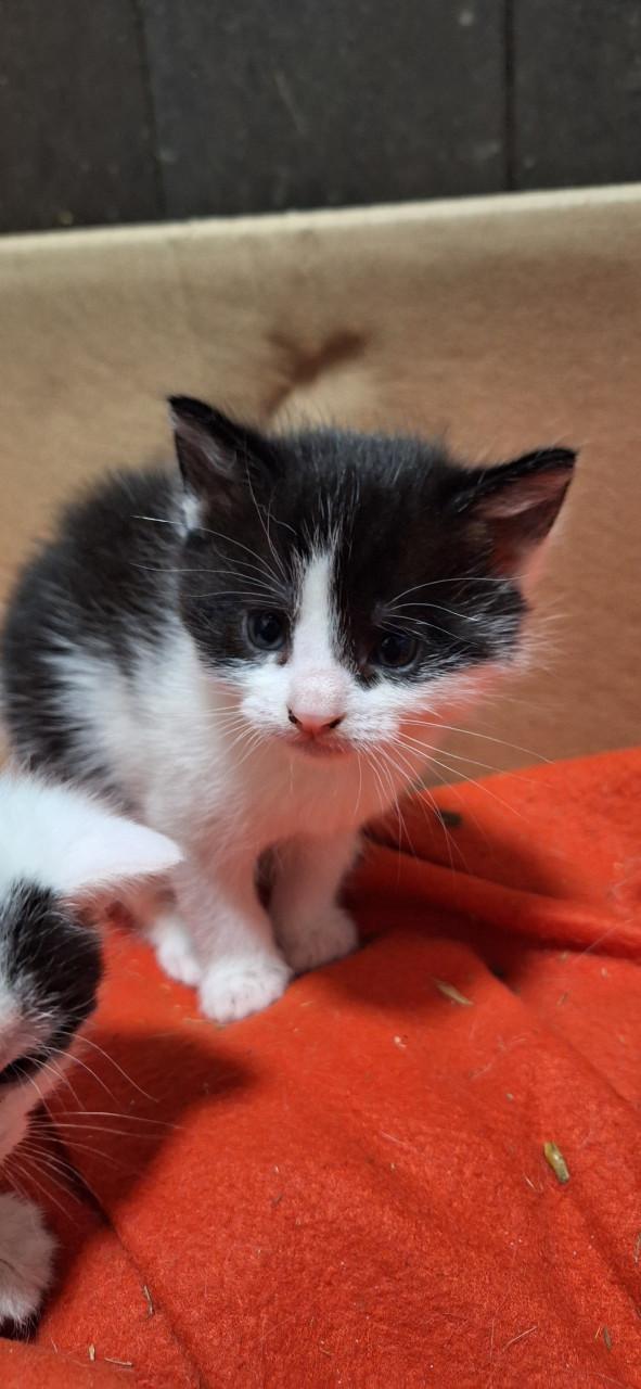 Lieve kittens